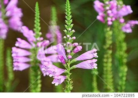 Hanatraneo (flower tiger's tail) Hanatraneo (flower tiger's tail) 104722895