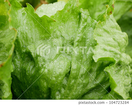 Iceberg close-up green lettuce farm dew drops rain fresh water leaves bio curly Lactuca sativa capitata detail ice harvest leaf farmer freshly growth bio harvesting vegetable spring stem stalk farmer 104723284