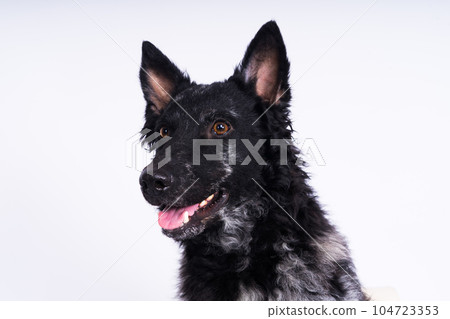 Black mudi dog looking at camera with amazing expression, studio shot 104723353