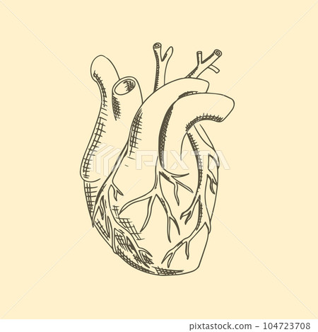 The anatomical heart hand drawn vector illustration. The anatomical heart hand drawn vector illustration. 104723708