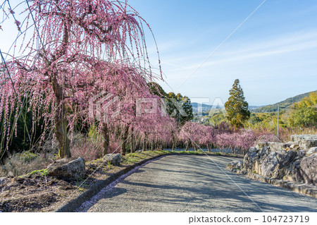 Weeping Plum Blossom Scenery Over 450 Years Old Garyubai Plum Blossom Tourist Attraction Fukoji Temple, Omuta City, Fukuoka Prefecture Weeping Plum Blossom Scenery Over 450 Years Old Garyubai Plum Blossom Tourist Attraction Fukoji Temple, Omuta City, Fukuoka Prefecture 104723719