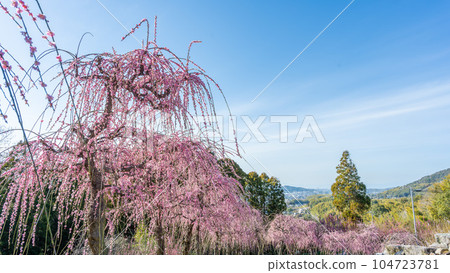 擁有450年以上樹齡的垂枝梅景 福岡縣大牟田市楓光寺旅遊勝地“臥龍梅” 104723781