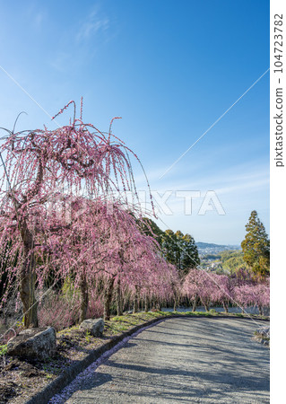 擁有450年以上樹齡的垂枝梅景 福岡縣大牟田市楓光寺旅遊勝地“臥龍梅” 104723782