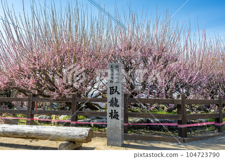 福岡縣大牟田市風光寺內的旅遊勝地“臥龍梅”,樹齡450年的臥龍梅樹 福岡縣大牟田市風光寺內的旅遊勝地“臥龍梅”,樹齡450年的臥龍梅樹 104723790