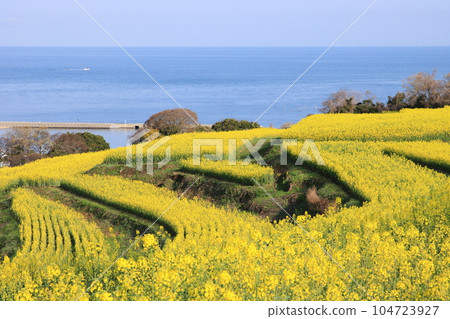 海邊的油菜田 海邊的油菜田 104723927