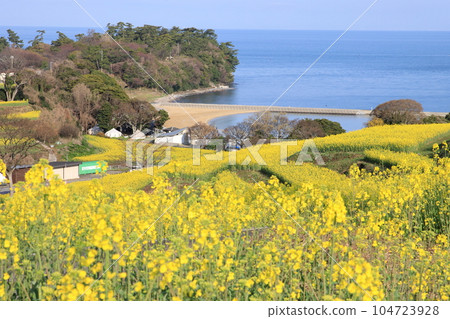 海邊的油菜花田 海邊的油菜花田 104723928