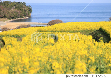 海邊的油菜花田 海邊的油菜花田 104723929