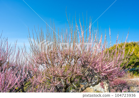 臥龍梅和藍天 福岡縣大牟田市風光寺，擁有450年樹齡的臥龍梅樹的旅遊勝地 104723936