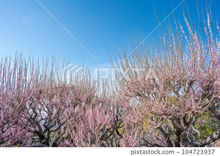臥龍梅和藍天 福岡縣大牟田市風光寺，擁有450年以上歷史的臥龍梅的旅遊勝地 104723937