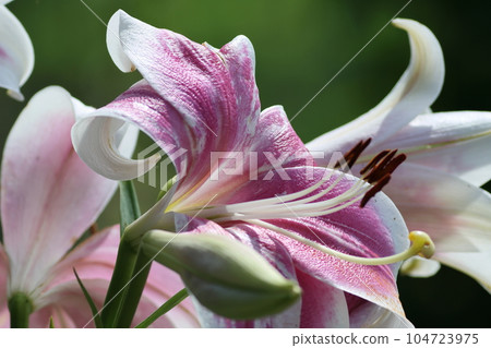 Up of pink lily Up of pink lily 104723975