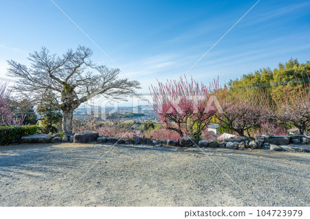臥龍梅及其境內福岡縣大牟田市,擁有樹齡 450 年臥龍梅樹的旅遊勝地風光寺 臥龍梅及其境內福岡縣大牟田市,擁有樹齡 450 年臥龍梅樹的旅遊勝地風光寺 104723979