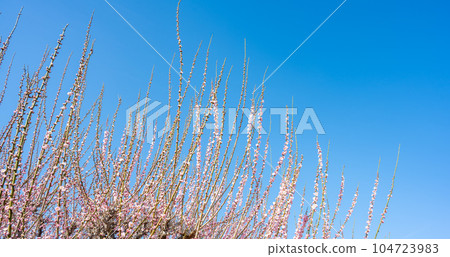 臥龍梅和藍天 福岡縣大牟田市風光寺，擁有450年以上歷史的臥龍梅的旅遊勝地 104723983