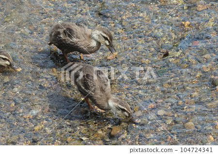 Baby spot-billed duck looking for food Baby spot-billed duck looking for food 104724341