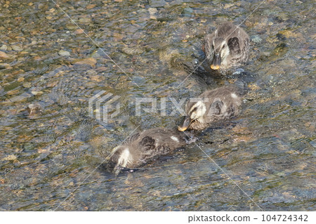 Baby spot-billed duck swimming in a row Baby spot-billed duck swimming in a row 104724342