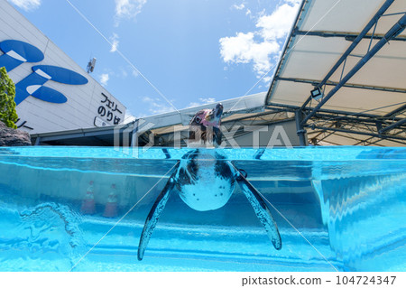 Toba Aquarium Penguin Toba Aquarium Penguin 104724347