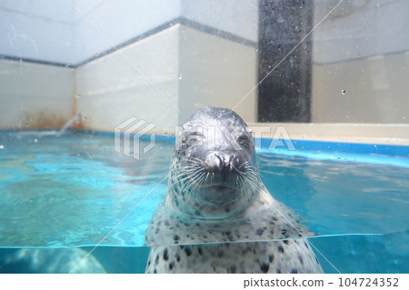 Toba Aquarium Spotted Seal Toba Aquarium Spotted Seal 104724352