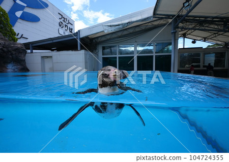 Toba Aquarium Penguin 104724355