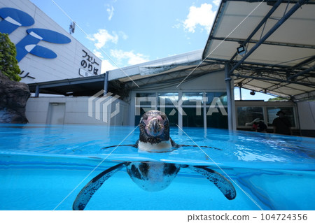 Toba Aquarium Penguin 104724356