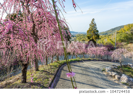 垂枝梅和院內 樹齡超過 450 年的垂梅樹 福岡縣大牟田市旅遊勝地 風光寺 104724458