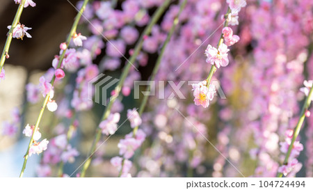 Weeping Plum Blossoms and Rays of Light A 450-year-old Garyubai Plum Tree, a tourist attraction, Fukoji Temple, Omuta City, Fukuoka Prefecture Weeping Plum Blossoms and Rays of Light A 450-year-old Garyubai Plum Tree, a tourist attraction, Fukoji Temple, Omuta City, Fukuoka Prefecture 104724494