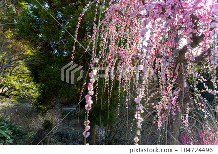 福岡縣大牟田市風光寺 旅遊勝地 垂梅 樹齡超過450年的垂梅 福岡縣大牟田市風光寺 旅遊勝地 垂梅 樹齡超過450年的垂梅 104724496