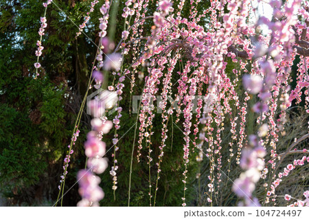 福岡縣大牟田市風光寺 旅遊勝地 垂梅 樹齡超過450年的垂梅 104724497