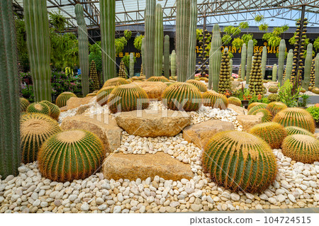 Cactus Garden in Nong Nooch Tropical Park Cactus Garden in Nong Nooch Tropical Park 104724515
