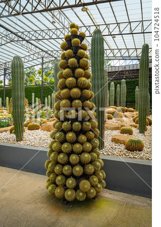 Cactus Garden in Nong Nooch Tropical Park Cactus Garden in Nong Nooch Tropical Park 104724518