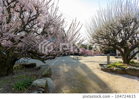 White Plum Blossoms and Red Plum Blossoms Over 450-year-old Garyubai, a tourist attraction, Fukoji Temple, Omuta City, Fukuoka Prefecture 104724615