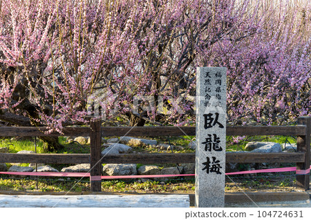 福岡縣大牟田市風光寺內的旅遊勝地“臥龍梅”,樹齡450年的臥龍梅樹 福岡縣大牟田市風光寺內的旅遊勝地“臥龍梅”,樹齡450年的臥龍梅樹 104724631