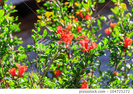 Branches of the pomegranate tree (Punica granatum) with bright red flowers Branches of the pomegranate tree (Punica granatum) with bright red flowers 104725272