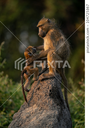 Baby joins chacma baboon on termite mound 104725867