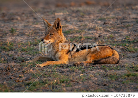 Black-backed jackal lies on grass with catchlight 104725879