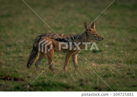 Black-backed jackal stands in profile on grass 104725881
