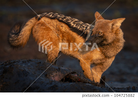 Black-backed jackal stands on carcase turning head 104725882