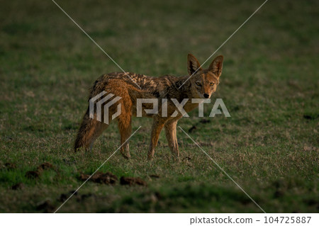 Black-backed jackal stands watching camera on grass Black-backed jackal stands watching camera on grass 104725887
