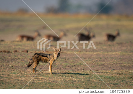 Black-backed jackal stands with impala in distance Black-backed jackal stands with impala in distance 104725889