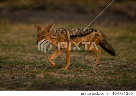 Black-backed jackal trots across grass lifting foot Black-backed jackal trots across grass lifting foot 104725890