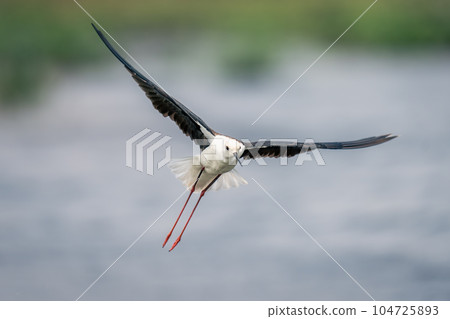 Black-winged stilt flies over river dangling legs 104725893
