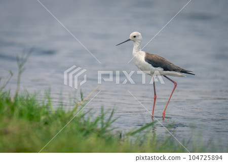 Black-winged stilt near grassy riverbank in shallows 104725894