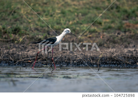 Black-winged stilt wades through river in sunshine 104725898