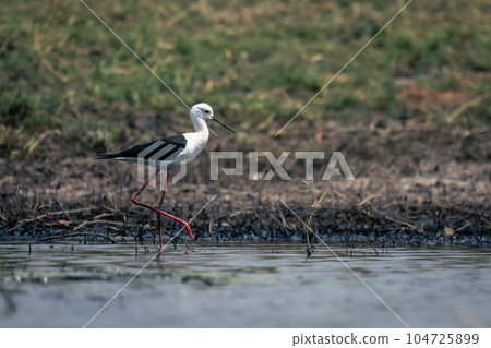 Black-winged stilt wades through river lifting foot 104725899