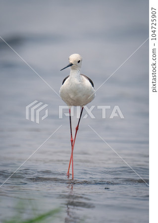 Black-winged stilt walks through shallows crossing legs 104725907