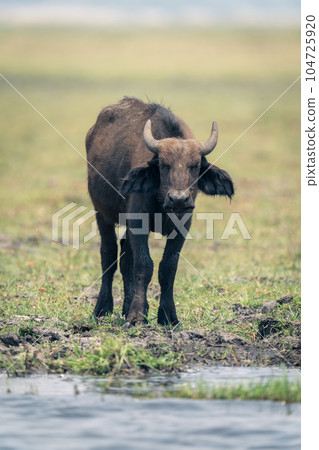 Cape buffalo calf stands on grass riverbank 104725920