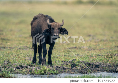 Cape buffalo calf stands on grassy riverbank Cape buffalo calf stands on grassy riverbank 104725922