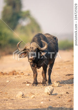 Cape buffalo stands among rocks chewing cud Cape buffalo stands among rocks chewing cud 104725929
