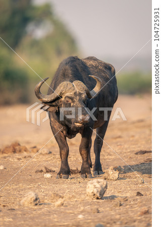 Cape buffalo stands among rocks turning head 104725931