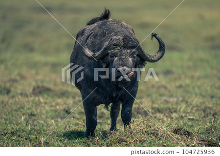 Cape buffalo stands licking lips on grass 104725936
