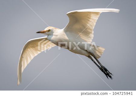 Cattle egret flies under perfect blue sky 104725941