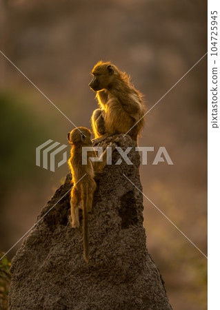 Chacma baboon and baby on termite mound 104725945